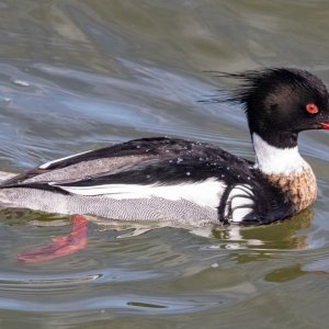 A11RedBreastedMerganserDrake3916.jpg