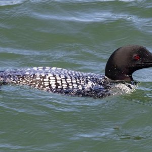 A01CommonLoon4451.jpg
