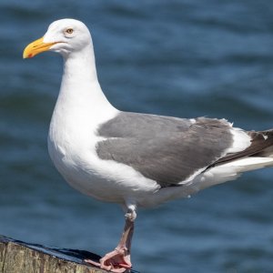 A07bHerringGull4497.jpg