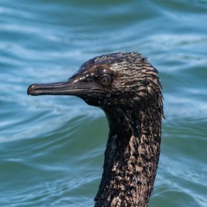 A08PelagicCormorant4397.jpg