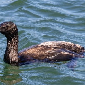 A09PelagicCormorant4400.jpg