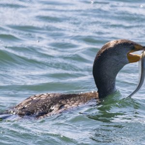 A10DoubleCrestedCormorantSnakePrickleback4434.jpg