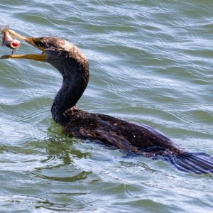 A11DoubleCrestedCormorantWBlackRockfish4512.jpg