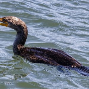 A12DoubleCrestedCormorantWBlackRockfish4513.jpg