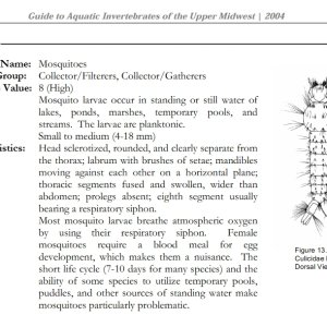 Culicidae.jpg