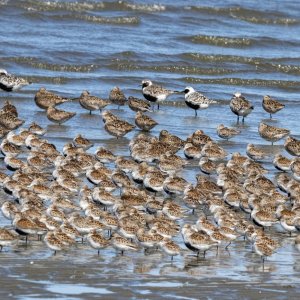 A01MixedShorebirds4363.jpg