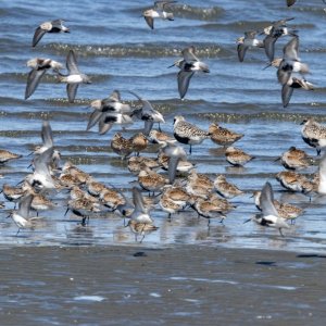 A02MixedShorebirds4235.jpg