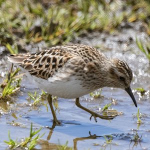 A03LeastSandpiper5601.jpg