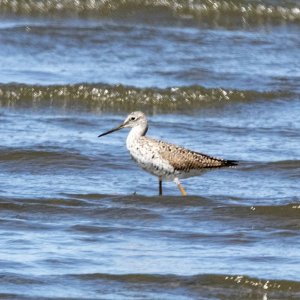 A04GreaterYellowlegs4272.jpg