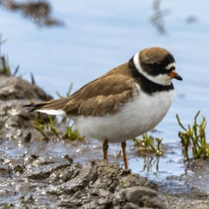 A06aSemipalmatedPlover5598.jpg