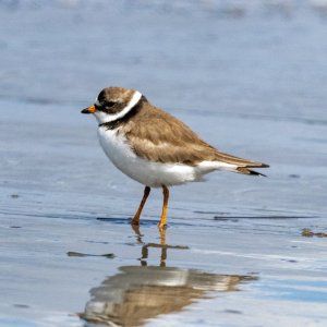 A06bSemipalmatedPlover5658.jpg