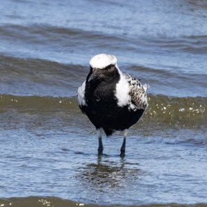 A07bBlackBelliedPlover4335.jpg