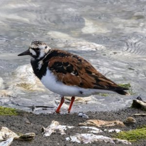 A08aRuddyTurnstone5452.jpg