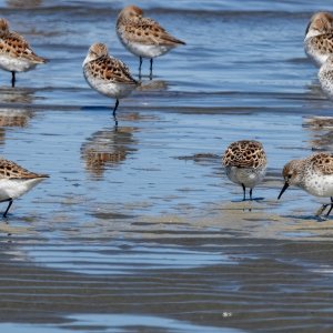 A10bWesternSandpipers4300 copy.jpg