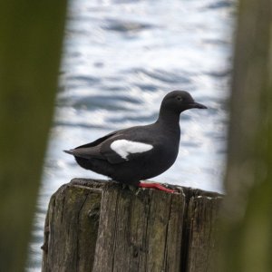 A11aPigeonGuillemot5464.jpg