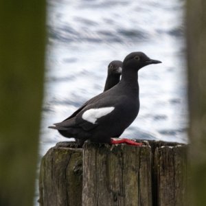 A11bPigeonGuillemot5466.jpg