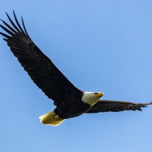 A12BaldEagle5613.jpg