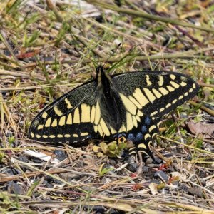 A13AniseSwallowtail5689.jpg