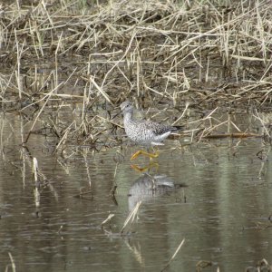 yellowlegs2.JPG