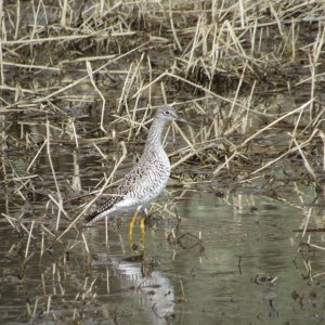 yellowlegs1.JPG