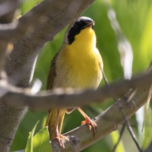 A04CommonYellowthroatMale4880.jpg