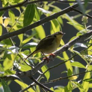 A05CommonYellowthroatFemale4998.jpg