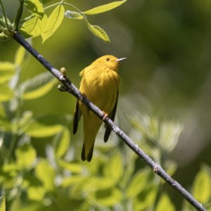 A07YellowWarbler5346.jpg