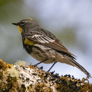A09YellowRumpedWarblerAudubons5080.jpg
