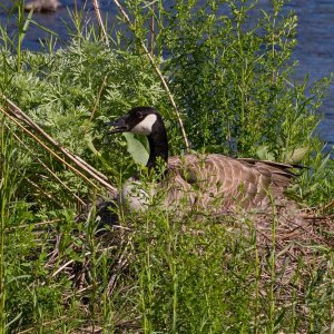 080-BC-Night-Heron-051424.jpg