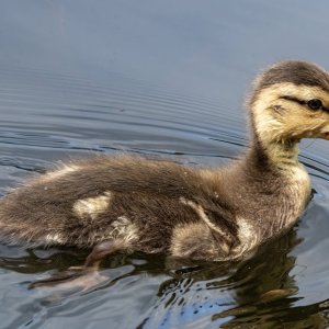 A01aMallardDuckling5714.jpg