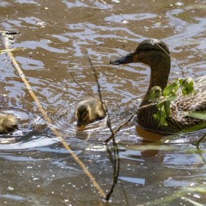 A01cMallardHenDucklings5108 copy.jpg