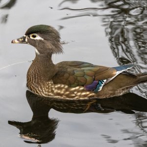 A02WoodDuckHen5792.jpg