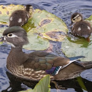 A03WoodDuckHen&Ducklings5787.jpg