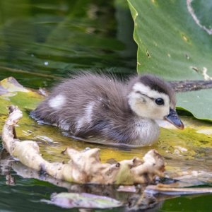 A04WoodDuckDuckling5762.jpg