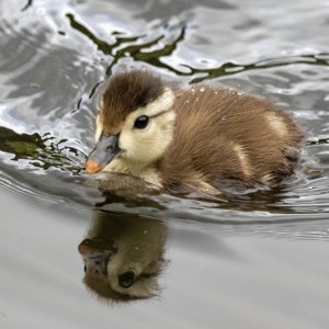 A05WoodDuckDuckling5770.jpg