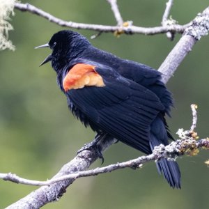 B01RedWingedBlackbirdSinging5256.jpg