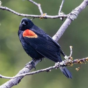 B03RedWingedBlackbirdMale5248.jpg