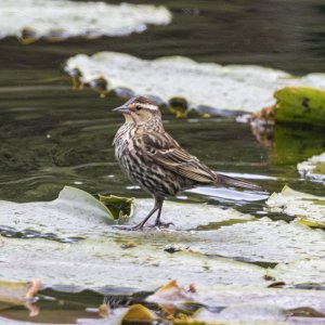 B04RedWingedBlackbirdFemale5260.jpg