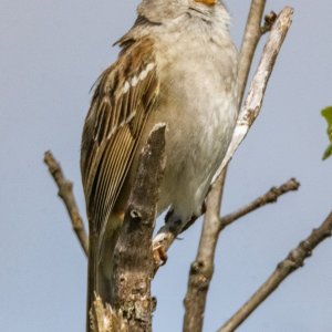 B05WhiteCrownedSparrowMaleSinging5696.jpg