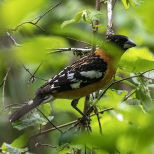 B06BlackHeadedGrosbeak5820.jpg