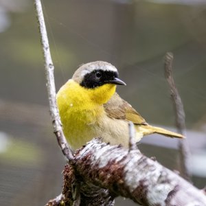 B07CommonYellowthroatMale5832.jpg