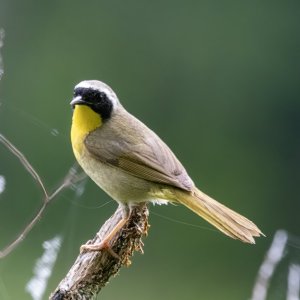 B08CommonYellowthroatMale5840.jpg