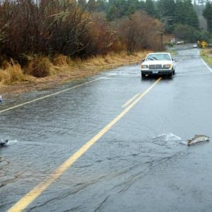 rock creek coho.jpg