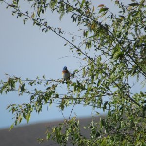 bunting1.JPG