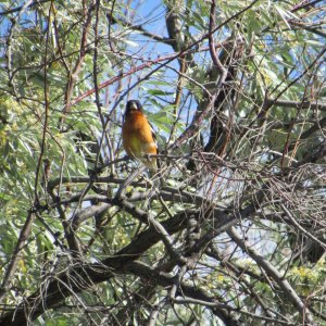 blackheadedgrosbeak1.JPG