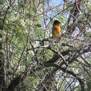 blackheadedgrosbeak.JPG