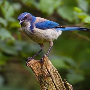 h_california-scrub-jay_009_summer_washington_jerrymcfarland_flickrcc-by-nc-2.0_adult.jpg