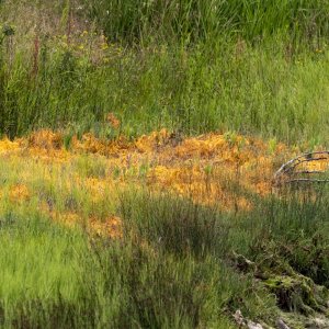 SaltMarshDodder2362.jpg