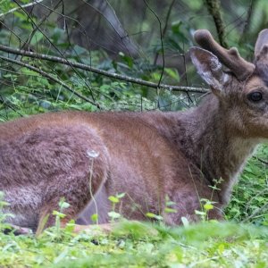 Buck1Resting5896.jpg
