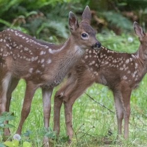 TwinFawns5943.jpg